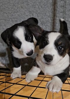 Prodám dvě fenky Welsh Corgi Cardigan, štěňata s PP - 7