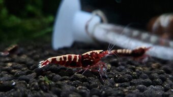 Krevetky caridina - 7