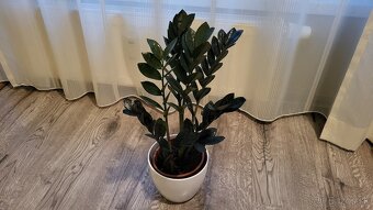 Zamioculcas Dowon (čierny) - 7