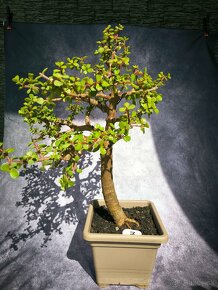 Bonsai sukulent Portulacaria afra - 7