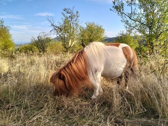 Krásna pony kobylka s PP - 7