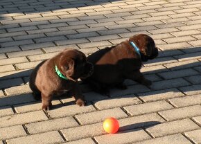 Labrador retriever čokoládové šteniatka s PP - 7