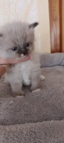 Ragdoll mačička-seal mitted with blaze-k odberu - 7