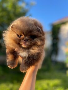 Pomeranian Teacup / mini Pomeranian - 7