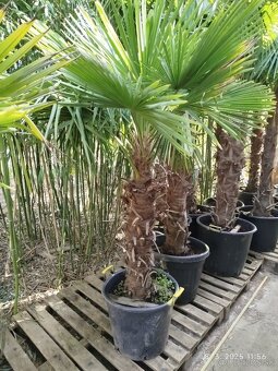 Mrazuvzdorne palmy - trachycarpus fortunei - 7