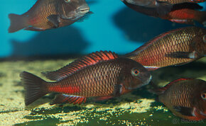 Tropheus caramba red bishop, moliro , polli , maswa , bemba - 7