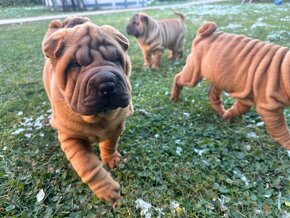 Šteniatka Sharpei, sarpej, sarpei - 7