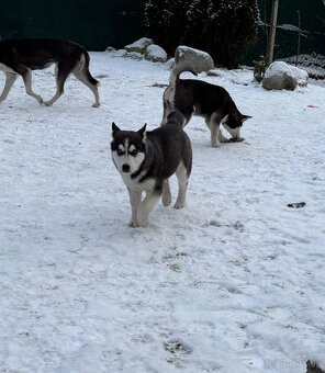 Predam šteniatka Sibírsky Husky - 7