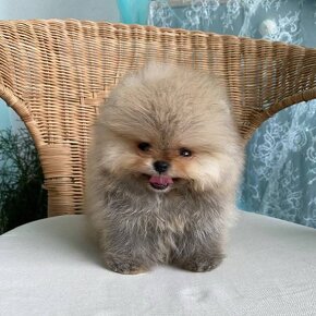 Pomeranian mini Boo - 7