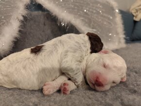 Lagotto Romagnolo PP FCI Polsko - 7