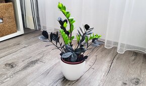 Zamioculcas Raven (čierny) - 7