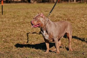 American Bully XL - 7