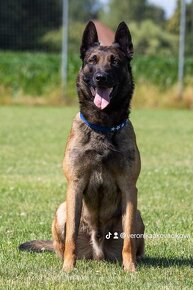 BELGICKÝ OVČIAK MALINOIS, CHS VERDONA SLOVAKIA - 7