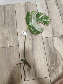 Monstera Albo Variegata - 7