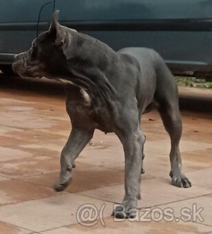 Cane corso - 7