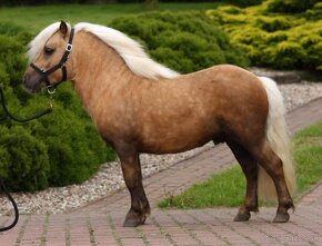 Shetland pony polovičným rodokmeňom - 7