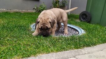 Cane corso krytie - 7