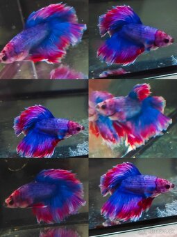 Betta Splendens - Bojovnica Pestrá. - 7