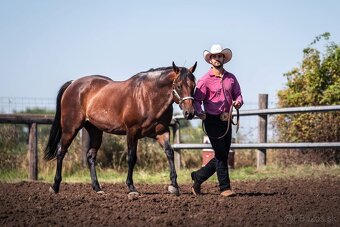 American Paint Horse PRIPÚŠŤANIE bay roan žrebcom - 7