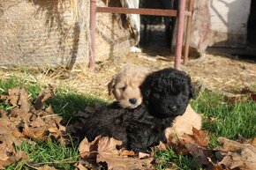 chow chow-cau cau x pudel-posledna fenka(cierna) - 7