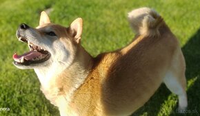 Shiba inu fenka s PP - 7