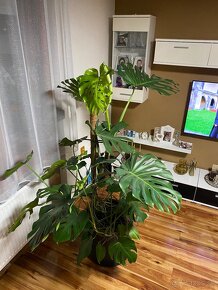 Monstera 180cm - 7