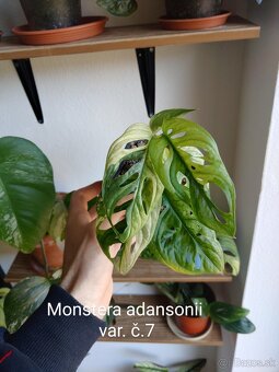 Monstera adansonii var. - 7