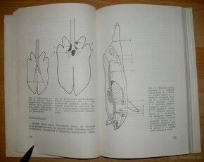 Domáca zakáľačka - 7