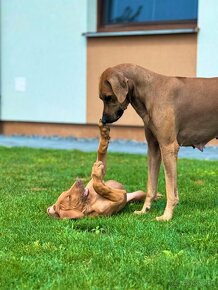 Rhodesian Ridgeback - 7