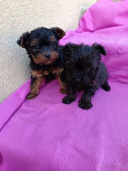 Yorkipoo,Yorkiepoo, Yorkshire terier, Yorkshirsky terrier - 7