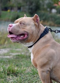 American Bully krytie - 7