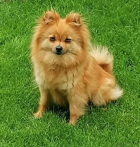 Oranzovy spic-pomeranian - 7