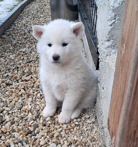 Šteniatka na predaj. Husky ×akita inu - 7