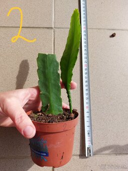 Kaktus, epiphyllum, phylokaktus, listový kaktus - ružový - 7