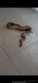 Velhad kralovsky , boa constrictor - 7