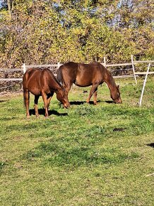 Qh 4r. kobyla na predaj - 7