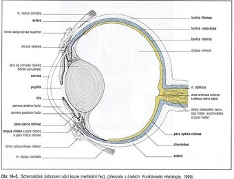 Topografická anatómia psa a koňa - 7