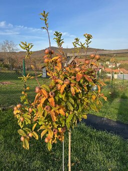 Ladice - krásny stavebný pozemok s malou chatkou 863 m2 - 7