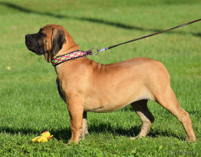 boerboel,  búrský buldok -jihoafrický mastif -feny - 7