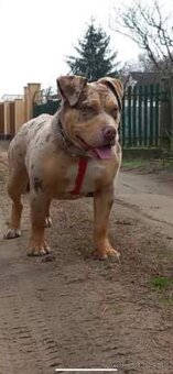 american bully - 7