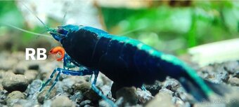 PREMIUM AKVA KREVETKY Caridina a Neocaridina - Odchovy - 7