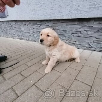 Golden retriever - 7