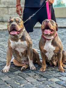 American Bully XL - 7