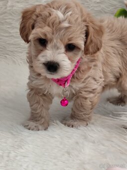 Maltipoo - 7