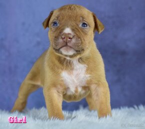 American bully Xl - 7