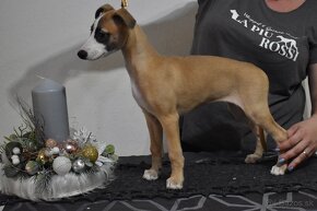 Whippet, vipet s PP fenka - 7