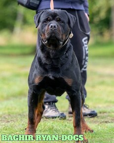 Šteniatko Rottweilera s PP - 7