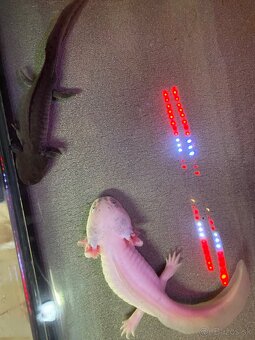 Axolotl mexicky - 7