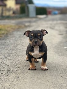 American Bully Classic/ standart - 7