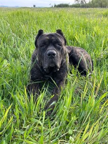 BANDOG,BANDOGGEE MASTIFF,AMERICAN BANDOG MASTIFF NA KRYTIE - 7